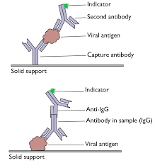 Elisa Direct And Indirect Immunology Hematology Molecular
