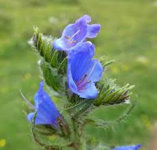 Image result for Echium