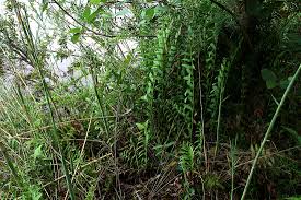 Image result for Pneumatopteris unita