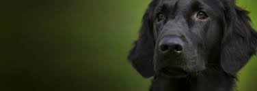 They have the lowest excess of any insurer, but the highest premiums (but not by a lot). Rabbit Pet Insurance Compare Uk Policies Bought By Many