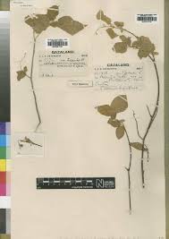 Image result for Croton madandensis