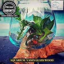 Aquarium ikan cupang unik dan gambarnya. Akuarium Ikan Cupang Mini L Kaca Tiup Akar Bali Aquascape Aquarium Unik Glasswood Wooden Craft Ikan Hias Ready Stock Pot Vas 12 Cm