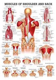 Its action is to depress and retracts the ribs during breathing. Muscles Of The Shoulder And Back Laminated Anatomy Chart Amazon Com Industrial Scientific