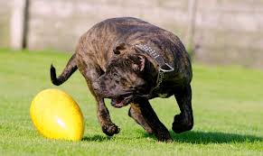 5 Things To Know About The Presa Canario