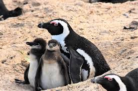 Marked by their usual upright stance, walking on short legs, and (generally) their stark black and white plumage. Ø§Ù„Ø¨Ø·Ø±ÙŠÙ‚ Ø§Ù„Ø­Ù…Ø§Ø±ÙŠ Ø§Ùˆ Ø§Ù„Ø¨Ø·Ø±ÙŠÙ‚ Ø§Ù„Ø§ÙØ±ÙŠÙ‚ÙŠ ÙƒÙ„ Ù…Ø§ØªÙˆØ¯ Ø§Ù† ØªØ¹Ø±ÙÙ‡ Ø­ÙˆÙ„ Ø§ØºØ±Ø¨ Ø§Ù†ÙˆØ§Ø¹ Ø§Ù„Ø¨Ø·Ø±ÙŠÙ‚ Ø·ÙŠÙˆØ± Ø§Ù„Ø¹Ø±Ø¨