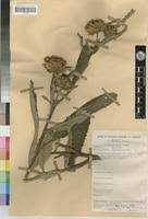 Image result for Vernonia guineensis