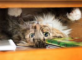 In dem schrank ist der holzwurm. Susse Rote Katze Liegend In Den Schrank Auf Dem Regal Mit Dingen Leinwandbilder Bilder Hinlegen Kleiderstander Schone Myloview De
