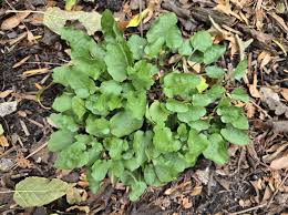 Image result for Neoschumannia cardinea