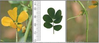 Image result for Senna tora