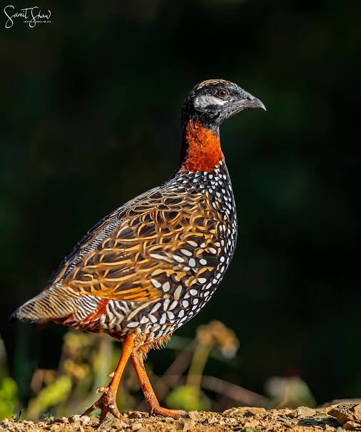 Black francolin bird in Sultanpur, Haryana