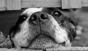 We cherish them as entertaining companions, and we love them deeply for the joy they bring to our lives. The Truth About Pet Insurance