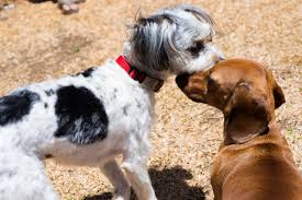 Os cães não mordem sem motivo
