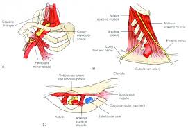 The Three Anatomical Spaces For The Neurovascular Bundle A Download Scientific Diagram