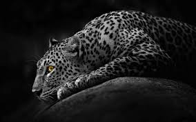 If you see some animal wallpapers hd you'd like to use, just click on the image to download to your desktop or mobile devices. 74 Black And White Animal Wallpaper On Wallpapersafari