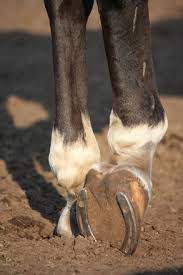 Trimming Vs Shoeing Best Case Scenarios And Limitations From A Farrier S Point Of View Equimed Horse Health Matters