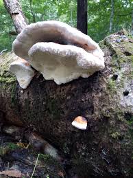 Image result for Phellinus rimosus