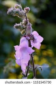 Image result for Ceratotheca triloba