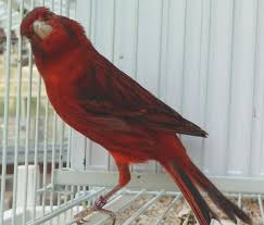 Birds For Sale In Florida Buy 1 Get 1 Free Magical Red Bronze Canary Canary Birds Canary Red Bronze