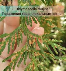 Image result for didymascella thujina