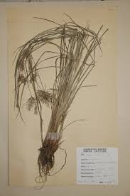 Image result for Cyperus distans