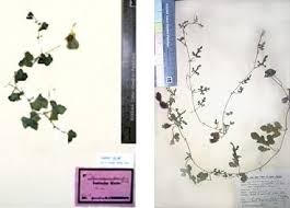 Image result for Cucumis ficifolius