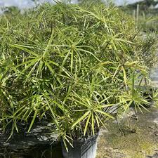 Image result for Cyperus papyrus