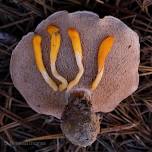 Rhode Island Mycological Society | Family-Friendly Foray