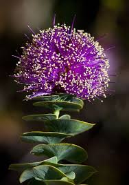 Check spelling or type a new query. Eremaea Violacea Springtime In Western Australia By Peter Nydegger National Geographic Your Shot Unusual Flowers Trees To Plant Unique Flowers