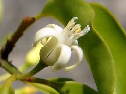 Image result for Olacaceae