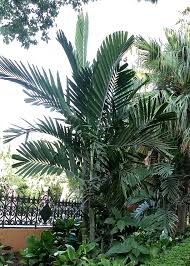 Image result for Ptychosperma elegans