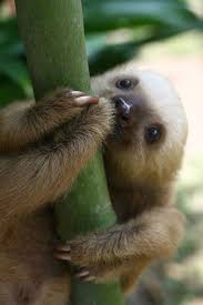 15 Adorable Sloths Here To Remind You To Slow Down And Enjoy Life Cute Baby Sloths Cute Animal Photos Cute Baby Animals