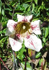 Image result for Rothmannia longiflora