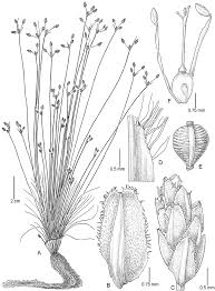 Image result for Bulbostylis sp.no.4