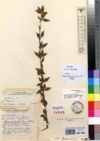 Image result for Canthium glaucum