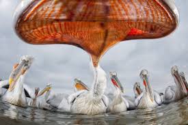 New orleans pelicans scores, news, schedule, players, stats, rumors, depth charts and more on realgm.com. Below The Bill Biographic