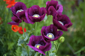 Different colour poppy meanings revealed. Purple Poppies Poppy Flower Seeds Purple Poppies Poppy Flower