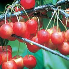 I have a standard white gold. Whitegold Sweet Cherry Cherry Trees Stark Bro S