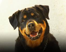 We did not find results for: Rottweiler Barking At Night Why It Happens What To Do Jubilant Pups