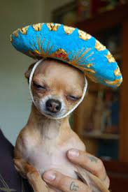Little Chihuahua In A Little Sombrero Cute Animals Funny Animals Cute Dogs