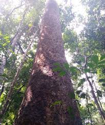 Image result for Khaya grandifoliola