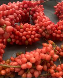 Image result for Dioscoreophyllum