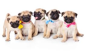 I have 1 male and 3 females pug puppies for sale. Where To Find Pug Puppies For Sale Dogable