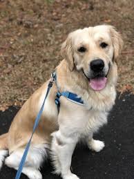 If you're interested in a puppy from pedigree golden retrievers, please apply. David Casanova Golden Retriever Stud In Wilmington North Carolina