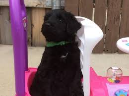 Specializing in therapy service dogs and loving family pets. Giant Schnoodle Puppies For Sale In Forney Texas Classified Americanlisted Com