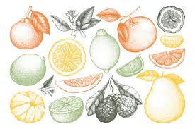 Vintage Citrus Fruits Sketch Set Fruit Sketch Citrus Fruit Citrus Image