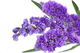 Maybe you would like to learn more about one of these? Statice Flower Meaning Flower Meaning