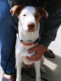 Always spay or neuter your pets. May Rocker Puppy Rescue Sponsorships Deaf Dogs Rock