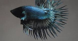 Access Denied Betta Betta Fish Fish