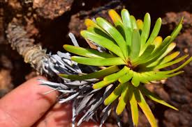 Image result for Costularia