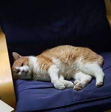 Cardiff Cat Clinic Home Facebook